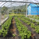 천지원 농장 이미지