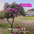 봄꽃체험코스 | 종로 데이트 코스 열린송현 코스모스부터 북촌 한옥마을 총정리