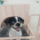 쿨 퍼피 | 구리애견호텔 시설 좋고 케어 잘해주는 쿨퍼피 방문 후기