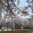 대청호코스 | 2026 대청호 벚꽃 시기 🌸 드라이브 코스 + 카페 롤라 후기