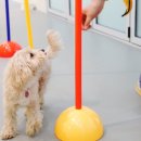 옐레드 애견유치원 & 애견호텔 광명점 이미지