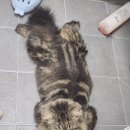 중식. 볶당 이미지