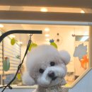 헤어 컹컹 이미지