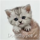 도도한 개냥이 | 고령고양이분양 도도해 보이는데 알고 보면 개냥이