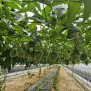 햇살그린농장 이미지