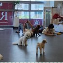 댕이 데이 이미지