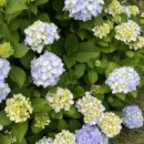 동산팜 | 거제 수국축제 저구항 수국동산 썬트리팜 후기(20250617 개화 상황)