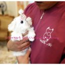 리틀애견타운 이미지