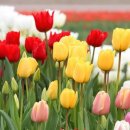 튤립 이미지