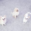 섹시독 이미지