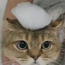 스완코코 이미지