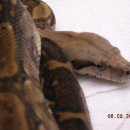센트럴 아메리칸 보아(Boa constrictor ssp) 사육정보/에피소드 이미지