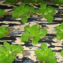 안한농장 이미지