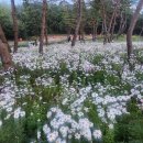 청화웰니스 이미지