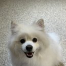 연희유치원 | 연희도그 n번째 방문 후기🐶(광고X)