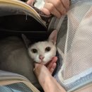 일산 클래식 동물병원 | 일산클래식동물병원 고양이 건강검진 솔직 후기