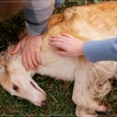 올리브동물병원 이미지