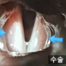 화목종합동물병원 네이버블로그