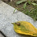 달팽이미용실