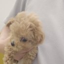 댕댕프렌즈 이미지