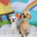 포미펫샵 이미지