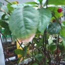 이마트24 아산온천대로점