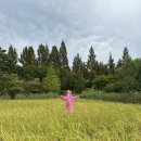 도하저수지 | [9월 아기랑 갈만한 곳] 구로 항동 푸른수목원 유모차 산책 코스 &amp; 주차 꿀팁 (모기 조심!)