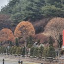 중앙로가로수 이미지