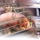 천두농장 이미지