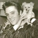 엘비스 클럽 이미지