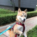 지에스25 고봉로장고개점 이미지