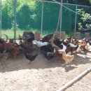 청리농장 이미지