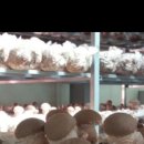 송화 농장 이미지