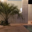 피치비치 이미지