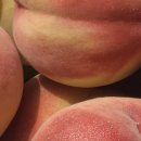 과일을담다 영천점 | 6시내고향 영천 복숭아 대극천주문