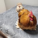 마니팜