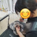 김성균애견미용학원 이미지