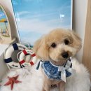 코코바리 이미지