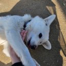 하이댕 | (서산)하이댕/애견 수제간식 만들기 클래스/서산 실내 데이트 코스로 추천하고 싶은 원데이클래스