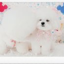 #아름답개 이미지