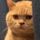 스테이반시 이미지