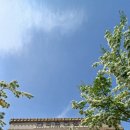 우체국 이팝나무 이미지