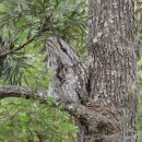 개구리입쏙독새 [터니프록마우스, Tawny Frogmouth] 이미지