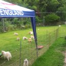 하빈애견농장 이미지