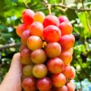 태성2농장 이미지