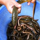 양촌리민물장어 이미지