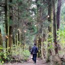 비밀의숲 | 제주도 11월 동쪽 가볼만한곳 비밀의숲 애견동반 후기