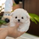 포항강아지분양 건강하고 예쁜 반려견을 만난 미유펫 후기