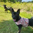 우리집 멍뭉 이미지