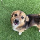 포인핸드 건강검진센터 | 포인핸드 입양 방법 유기견 입양 후기 안락사 보호소